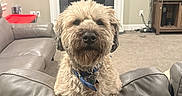 Dalton is registered to the contest to win money with this photo: dog, living_room, couch, fireplace, television, fish_tank, carpet, furniture, pet, collar, indoor, home, wall, table, electronics, relaxing, canine, decor, cozy, animal