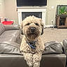 dog, living_room, couch, fireplace, television, fish_tank, carpet, furniture, pet, collar, indoor, home, wall, table, electronics, relaxing, canine, decor, cozy, animal