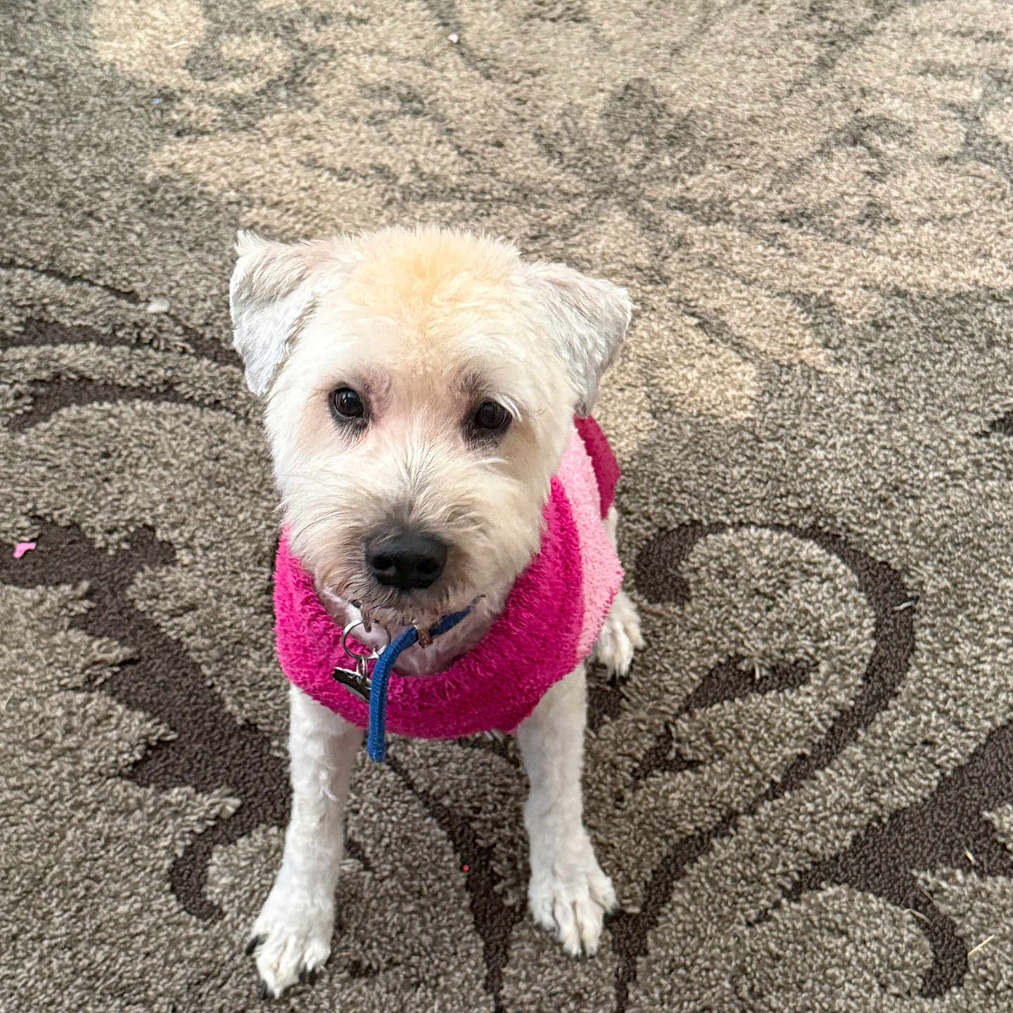 Hubble is registered to the contest to win money with this photo: dog, small_dog, pink_sweater, carpet, patterned_carpet, indoor, pet, cute, looking_up, fluffy, cream_colored, fur, sitting, animal, domestic_animal, canine, companion, adorable, household, friendly