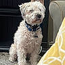 Hubble is registered to the contest to win money with this photo: dog, pet, indoor, carpet, curly_fur, collar, furniture, armchair, cushion, cabinet, floor, domestic, cute, animal, sitting, portrait, household, cozy, relaxed, fur