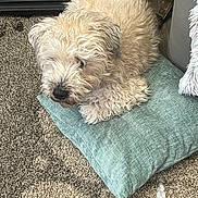 Hubble joined the competition — help win amazing prizes! dog, sleeping, fluffy, pillow, carpet, indoor, cozy, resting, pet, fur, curled_up, brown, beige, animal, domestic, quiet, home, relaxed, cute, companion