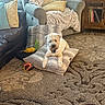 Hubble is registered to the contest to win money with this photo: dog, cushion, blanket, pillows, toy, carpet, living_room, furniture, window, natural_light, small_dog, cozy, relaxing, indoor, home, wooden_cabinet, leather_sofa, decor, plush, pet