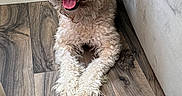 Hubble joined the competition — help win amazing prizes! dog, indoor, wooden_floor, couch, happy, tongue_out, fluffy, pet, canine, relaxed, smiling, fur, mammal, domestic_animal, floor, paw, resting, cute, companion, home