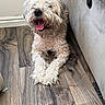 dog, indoor, wooden_floor, couch, happy, tongue_out, fluffy, pet, canine, relaxed, smiling, fur, mammal, domestic_animal, floor, paw, resting, cute, companion, home