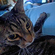 Bubba Joe is registered to the contest to win money with this photo: cat, tabby_cat, close_up, whiskers, yellow_eyes, fur, pet, indoor, couch, blue_fabric, relaxed, animal, mammal, domestic_animal, feline, portrait, blurred_background, television, person, living_room