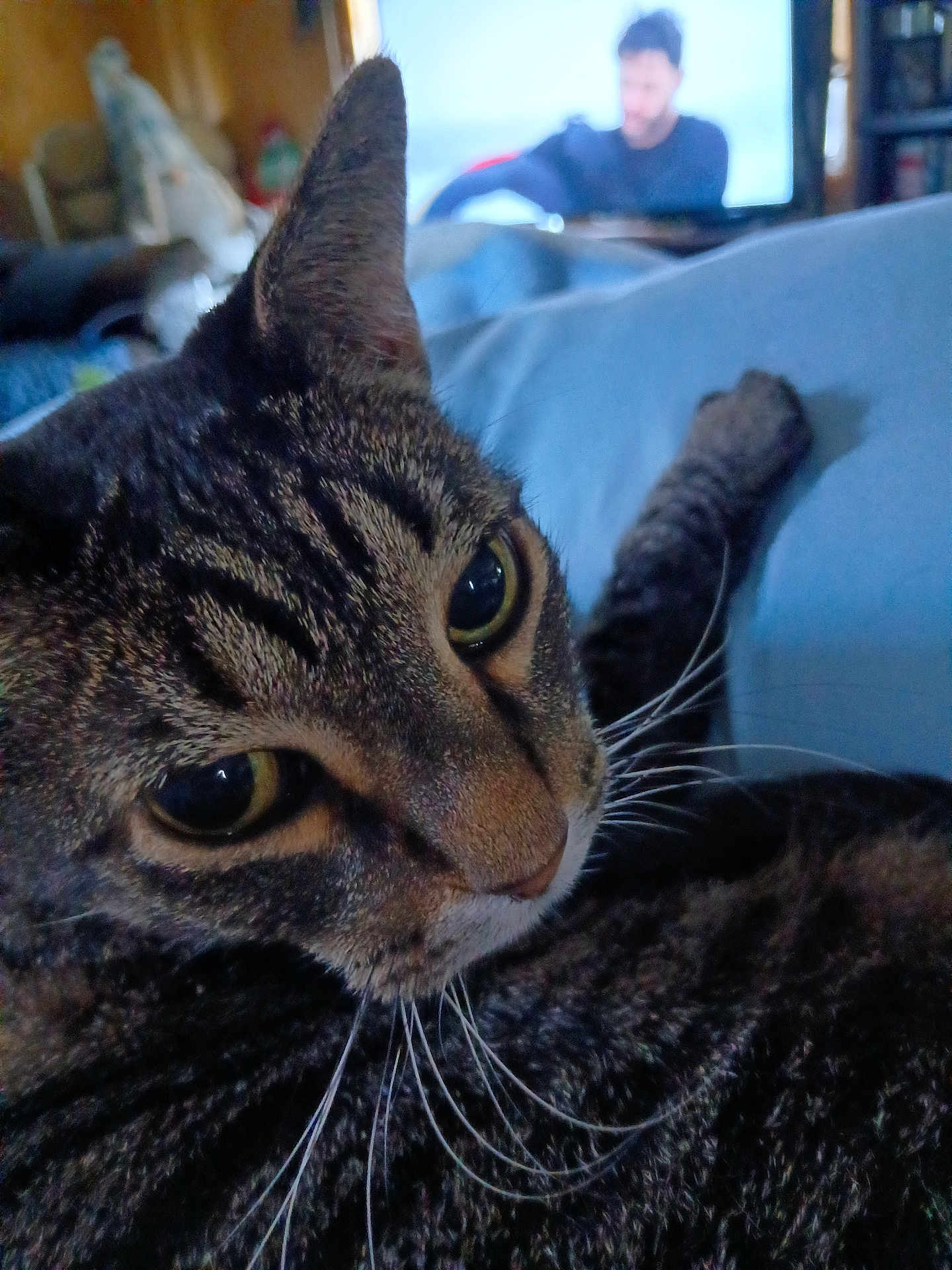 Bubba Joe is registered to the contest to win money with this photo: cat, tabby_cat, close_up, whiskers, yellow_eyes, fur, pet, indoor, couch, blue_fabric, relaxed, animal, mammal, domestic_animal, feline, portrait, blurred_background, television, person, living_room