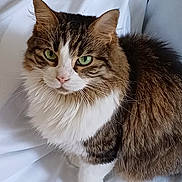 Romy a rejoint le concours — aidez-le/la à gagner de superbes lots ! cat, tabby, green_eyes, fluffy, pet, animal, feline, white_background, indoor, close_up, portrait, fur, whiskers, cute, domestic_animal, looking_at_camera, sitting, soft_light, calm, mammal