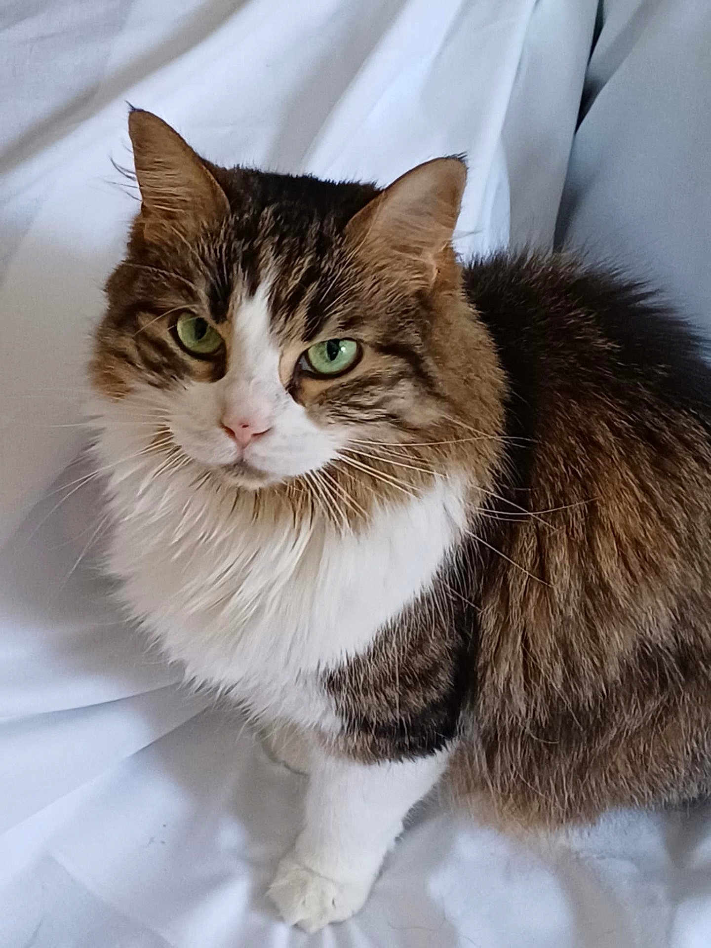 Romy a rejoint le concours — aidez-le/la à gagner de superbes lots ! cat, tabby, green_eyes, fluffy, pet, animal, feline, white_background, indoor, close_up, portrait, fur, whiskers, cute, domestic_animal, looking_at_camera, sitting, soft_light, calm, mammal