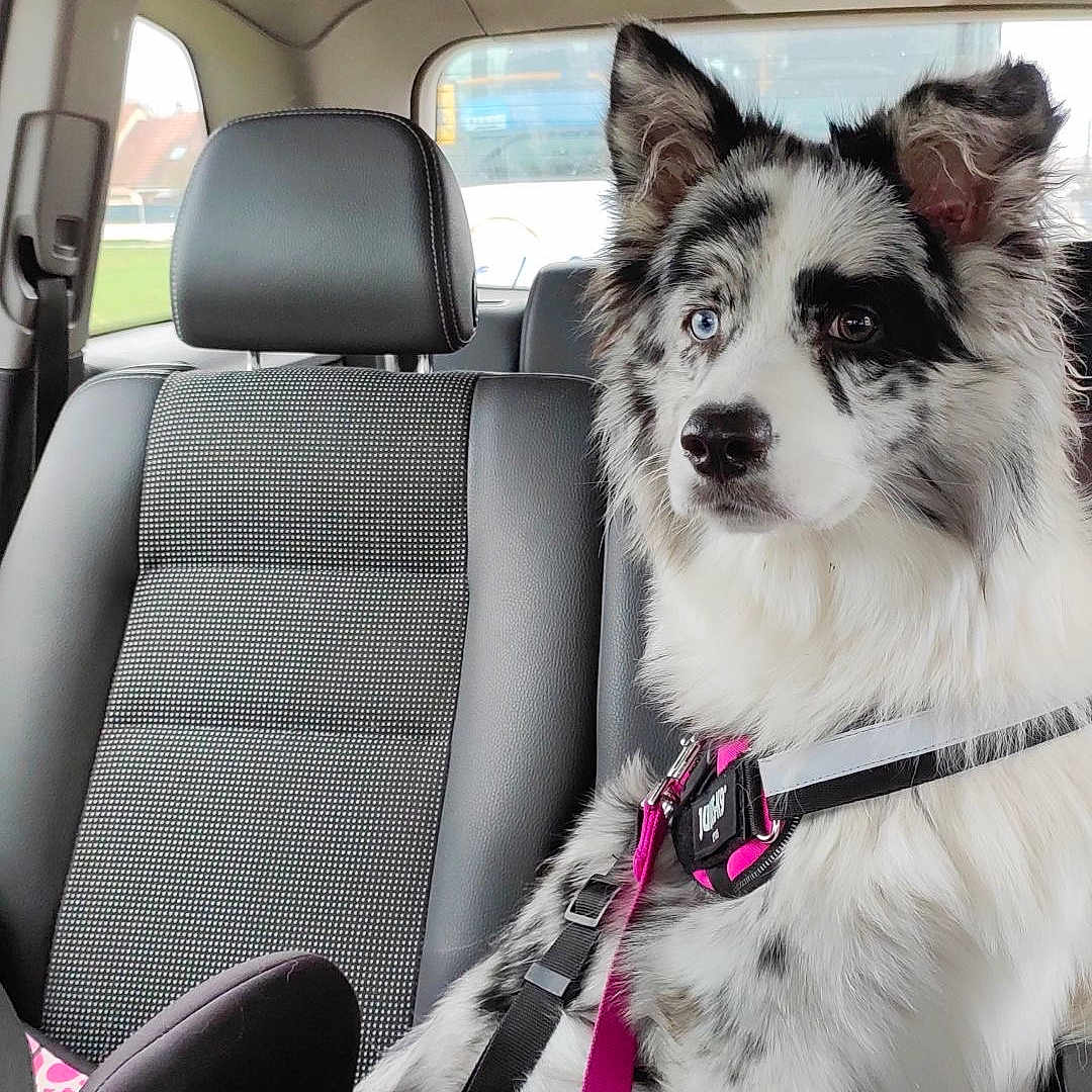 Taya participe au concours pour gagner de l'argent avec cette photo : dog, car, seat, harness, leash, window, blue_eye, brown_eye, pet, animal, fur, black_and_white, sitting, inside_vehicle, restraint, head, ears, alert, cute, companion