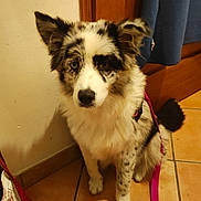 Taya a rejoint le concours — aidez-le/la à gagner de superbes lots ! dog, indoor, tile_floor, leash, blue_eyes, furry, pet, curtain, wooden_door, sitting, looking, animal, companion, domestic, floor_tile, pink_leash, white_fur, black_fur, brown_fur, alert