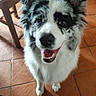 Taya a rejoint le concours — aidez-le/la à gagner de superbes lots ! dog, happy, smiling, pet, canine, fur, black_and_white, indoor, tile_floor, wooden_chair, close_up, looking_up, friendly, animal, domestic, ears_up, tongue_out, cute, companion, bright_eyes