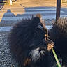 dog, pomeranian, leash, outdoor, gravel, crosswalk, car, building, shadow, sunlight, sky, fence, street, pole, side_view, small_dog, black_fur, tan_fur, pet, daytime