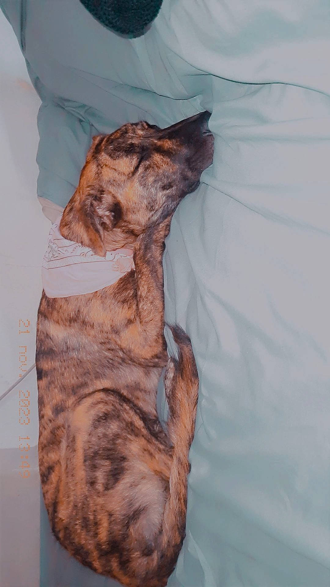 Paf a rejoint le concours — aidez-le/la à gagner de superbes lots ! animal, bed, blanket, canine, cat, couch, cushion, dog, face, furniture, head, homedecor, hound, indoors, interiordesign, person, pet, photography, puppy, sleeping