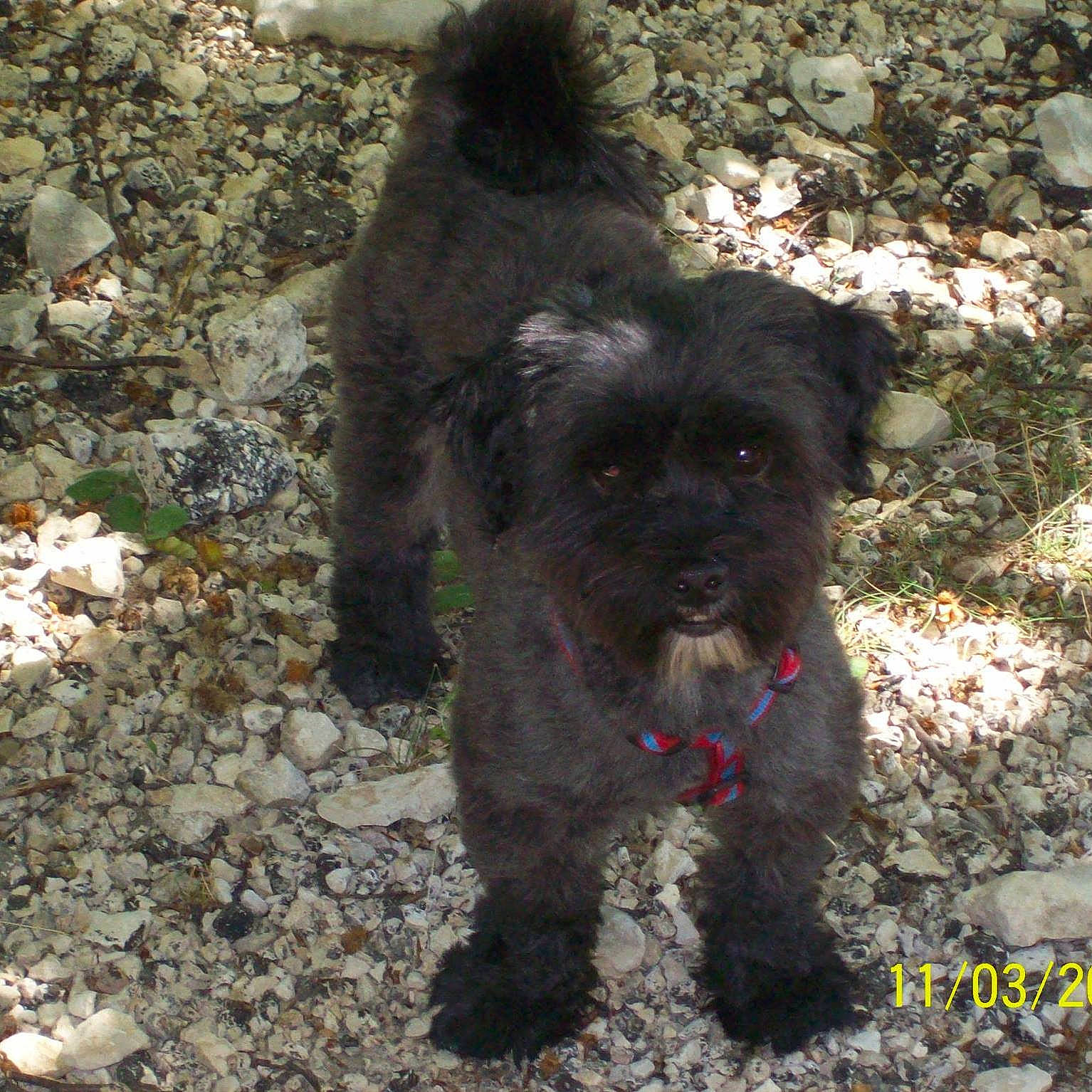 Bambi participe au concours pour gagner de l'argent avec cette photo : affenpinscher, bolonka, bouvier_des_flandres, canidae, carnivore, chinese_imperial_dog, companion_dog, dog, dog_breed, havanese, mammal, miniature_poodle, poodle_crossbreed, rare_breed_dog, schnoodle, shih_poo, sporting_group, terrier, toy_poodle, vertebrate