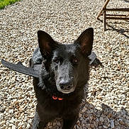 Chaussette participe au concours pour gagner de l'argent avec cette photo : animal, bat_wings, black_dog, chair, collar, costume, cute, daylight, dog, fur, garden, grass, lying_down, nature, outdoor, pebbles, pet, portrait, shadow, sunlight