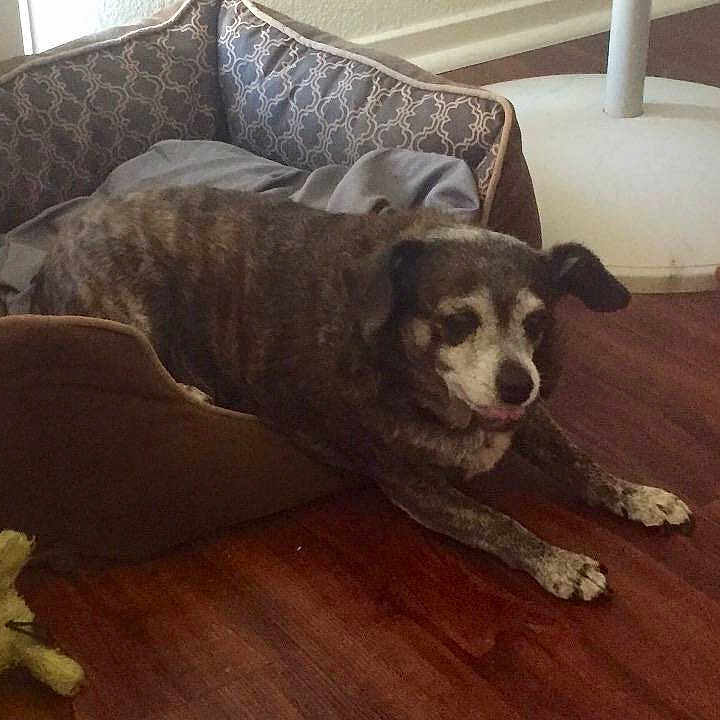 Harvey The Wonder Dog