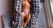 Baly a rejoint le concours — aidez-le/la à gagner de superbes lots ! belly_up, brown_fur, cozy, dog, domestic_animal, floor, home, indoor, legs, lying_down, pajama_pants, person, pet, plaid, puppy, relaxed, rug, small_dog, white_socks, window
