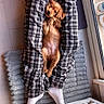belly_up, brown_fur, cozy, dog, domestic_animal, floor, home, indoor, legs, lying_down, pajama_pants, person, pet, plaid, puppy, relaxed, rug, small_dog, white_socks, window