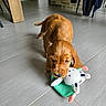 Baly a rejoint le concours — aidez-le/la à gagner de superbes lots ! animal, brick_wall, brown, chewing, cozy, cute, dog, domestic, floor, fur, furniture, home, indoor, pet, playful, puppy, small, tile, toy, young