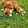 Baly participe au concours pour gagner de l'argent avec cette photo : adorable, animal, cute, daisies, dog, ears, flowers, fur, garden, grass, greenery, laying_down, nature, outdoor, pet, playful, puppy, small, snout, young