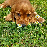 Baly participe au concours pour gagner de l'argent avec cette photo : puppy, dog, golden_retriever, grass, flowers, daisies, outdoor, cute, young, animal, pet, nature, greenery, lying_down, adorable, fur, playful, close_up, summer, garden