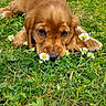 puppy, dog, golden_retriever, grass, flowers, daisies, outdoor, cute, young, animal, pet, nature, greenery, lying_down, adorable, fur, playful, close_up, summer, garden