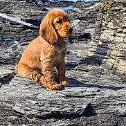 Baly a rejoint le concours — aidez-le/la à gagner de superbes lots ! animal, cute, daylight, dog, fur, golden_brown, landscape, leash, nature, ocean, outdoor, pet, puppy, rocky_coast, seaside, sitting, sunny, water, waves, young_dog