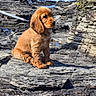 animal, cute, daylight, dog, fur, golden_brown, landscape, leash, nature, ocean, outdoor, pet, puppy, rocky_coast, seaside, sitting, sunny, water, waves, young_dog