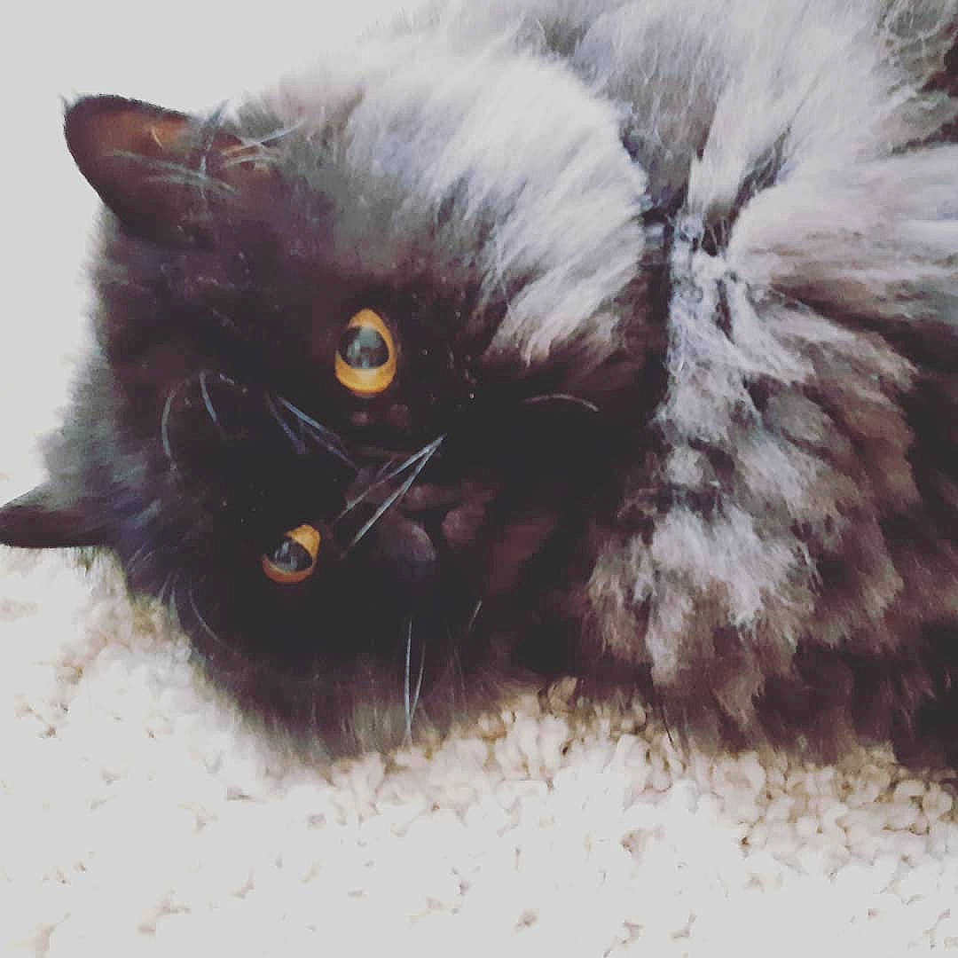 Popeye participe au concours pour gagner de l'argent avec cette photo : black_cat, bombay, carnivore, cat, claw, domestic_short_haired_cat, eye, fawn, felidae, fur, liver, paw, plant, small_to_medium_sized_cats, snout, tail, terrestrial_animal, whiskers