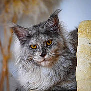 Aphrodite a rejoint le concours — aidez-le/la à gagner de superbes lots ! amber_eyes, animal, calm, cat, close_up, cute, domestic_cat, ears, feline, fluffy, fur, gray, indoor, looking_at_camera, majestic, pet, portrait, resting, stone_ledge, whiskers