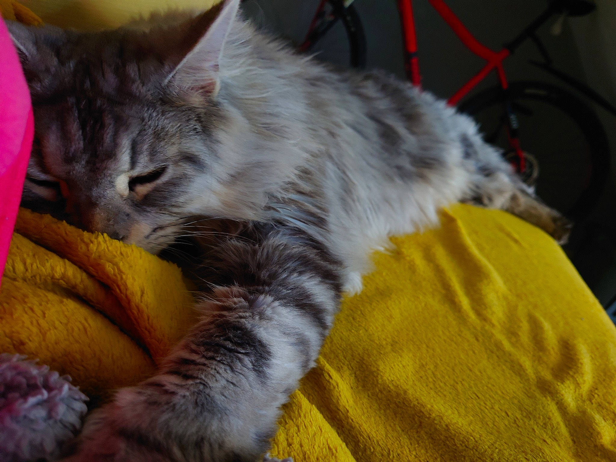 Freddie is registered to the contest to win money with this photo: box, carnivore, cat, claw, comfort, domestic_short_haired_cat, fawn, felidae, fur, nap, paw, small_to_medium_sized_cats, snout, tail, tire, wheel, whiskers