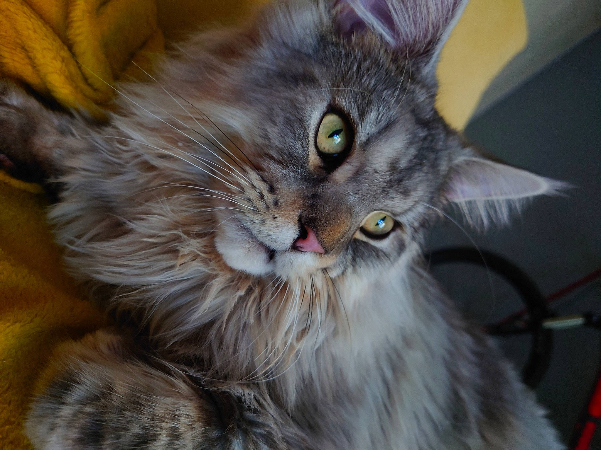 Freddie is registered to the contest to win money with this photo: carnivore, cat, claw, close_up, domestic_short_haired_cat, felidae, fur, maine_coon, paw, small_to_medium_sized_cats, snout, whiskers