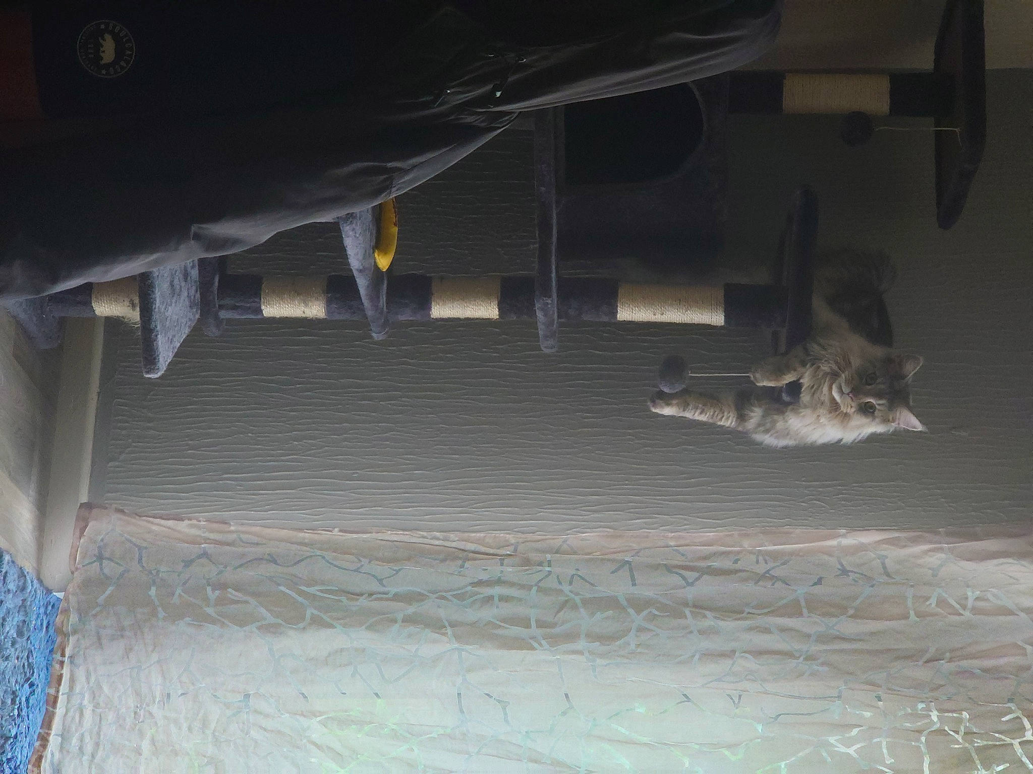 Freddie joined the competition — help win amazing prizes! auto_part, automotive_exterior, automotive_lighting, automotive_tire, building, bumper, car, ceiling, floor, flooring, gas, grey, space, tints_and_shades, tire, trunk, vehicle, vehicle_door, window, wood