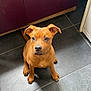 puppy, dog, brown, floor, tile, kitchen, cabinet, curious, sitting, pet, animal, indoors, young, cute, ears, eyes, nose, tail, paw, fur
