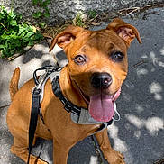 Naya participe au concours pour gagner de l'argent avec cette photo : brown_dog, canine, close_up, daylight, dog, ears_up, greenery, happy, harness, leash, nature, outdoor, pavement, pet, puppy, shadow, sitting, smiling, sunlight, tongue_out