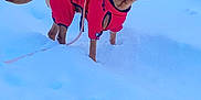 Naya participe au concours pour gagner de l'argent avec cette photo : alert, animal, canine, cold, cute, daylight, dog, fur, leash, nature, outdoor, pet, playful, red_clothing, small_dog, snow, snowy_ground, standing, winter, winter_wear