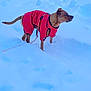 dog, snow, red_clothing, leash, winter, outdoor, pet, animal, cold, fur, canine, snowy_ground, winter_wear, standing, alert, daylight, nature, playful, cute, small_dog