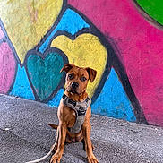 Naya a rejoint le concours — aidez-le/la à gagner de superbes lots ! dog, brown_dog, harness, leash, sitting, asphalt, graffiti, heart_shapes, colorful, urban, wall_art, outdoor, pet, canine, texture, vibrant, cute, alert, background, sidewalk
