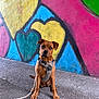 dog, brown_dog, harness, leash, sitting, asphalt, graffiti, heart_shapes, colorful, urban, wall_art, outdoor, pet, canine, texture, vibrant, cute, alert, background, sidewalk