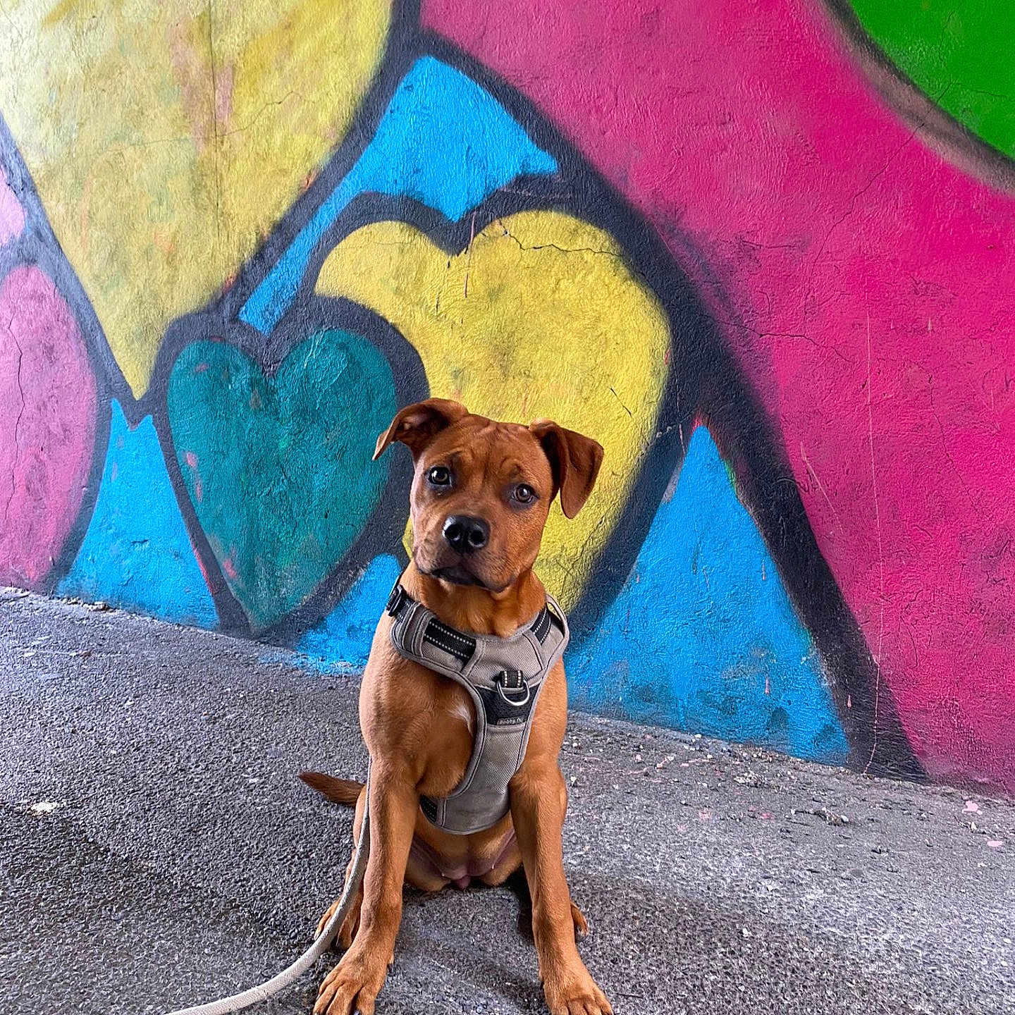 Naya a rejoint le concours — aidez-le/la à gagner de superbes lots ! alert, asphalt, background, brown_dog, canine, colorful, cute, dog, graffiti, harness, heart_shapes, leash, outdoor, pet, sidewalk, sitting, texture, urban, vibrant, wall_art