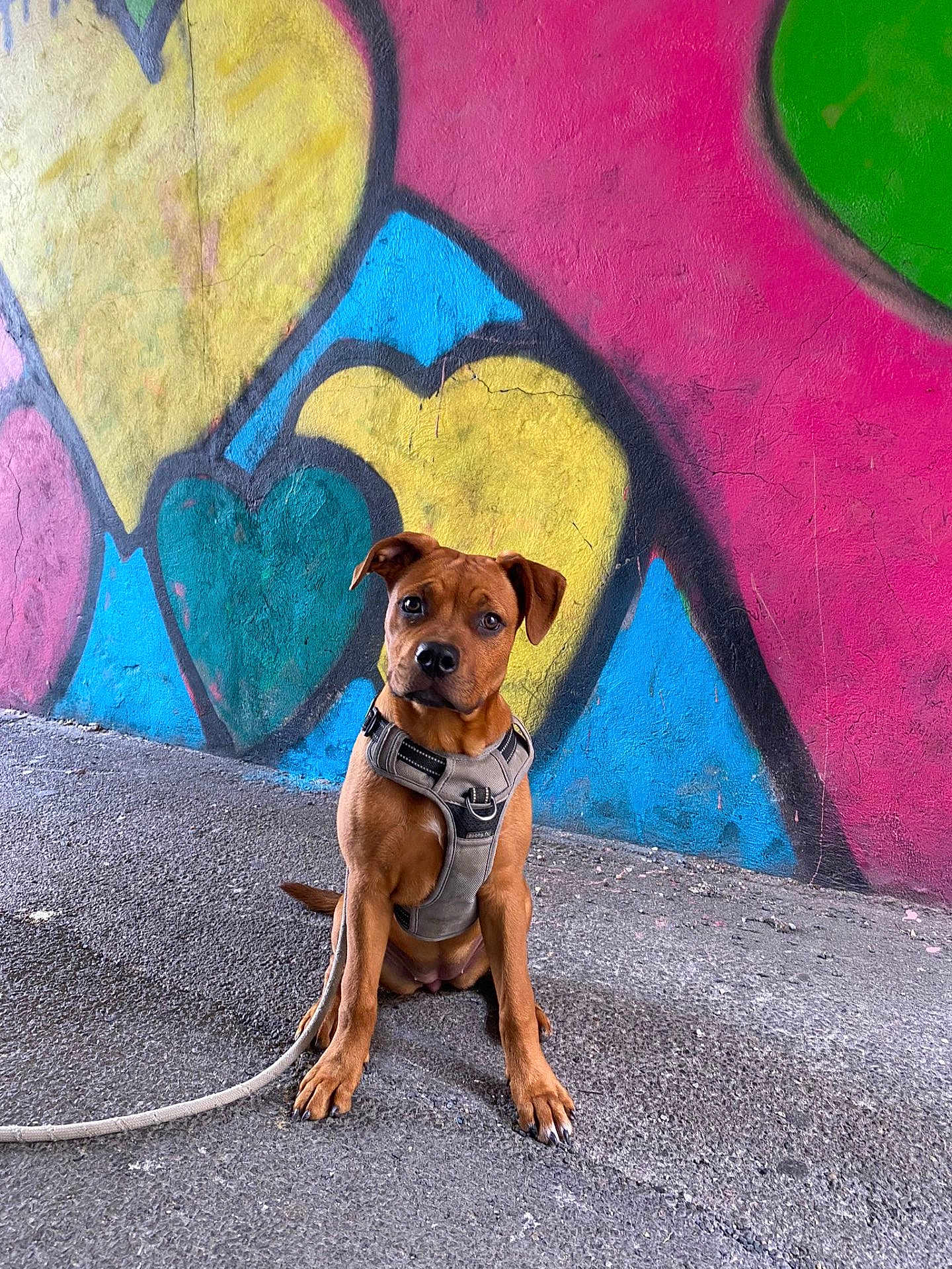 Naya a rejoint le concours — aidez-le/la à gagner de superbes lots ! dog, brown_dog, harness, leash, sitting, asphalt, graffiti, heart_shapes, colorful, urban, wall_art, outdoor, pet, canine, texture, vibrant, cute, alert, background, sidewalk