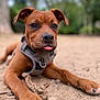 puppy, dog, brown_dog, outdoor, dirt, harness, tongue_out, closeup, playful, young_dog, animal, pet, nature, blurred_background, canine, paw, wood, lying_down, cute, focus