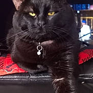 Shadow joined the competition — help win amazing prizes! cat, black_cat, yellow_eyes, pet, animal, indoor, fur, whiskers, collar, charm, paw, relaxed, mammal, cute, feline, domestic_cat, portrait, close_up, sitting, looking
