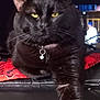 cat, black_cat, yellow_eyes, pet, animal, indoor, fur, whiskers, collar, charm, paw, relaxed, mammal, cute, feline, domestic_cat, portrait, close_up, sitting, looking