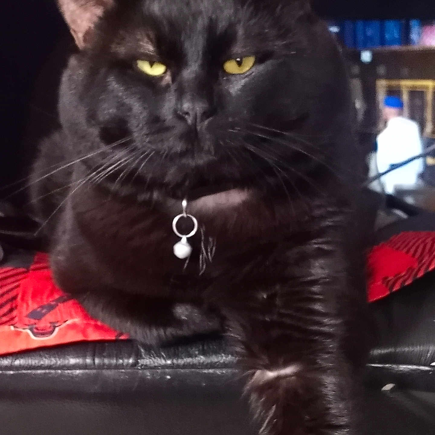 Shadow joined the competition — help win amazing prizes! animal, black_cat, cat, charm, close_up, collar, cute, domestic_cat, feline, fur, indoor, looking, mammal, paw, pet, portrait, relaxed, sitting, whiskers, yellow_eyes