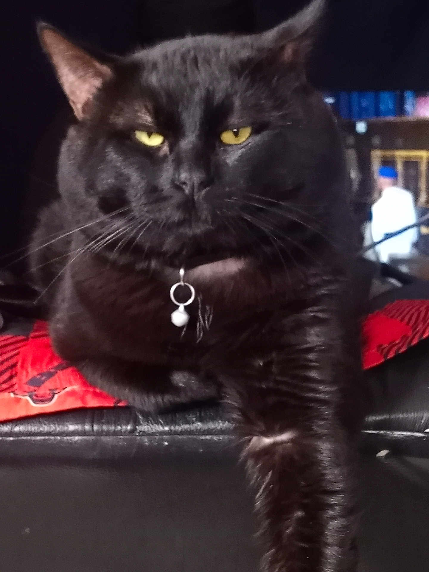 Shadow joined the competition — help win amazing prizes! cat, black_cat, yellow_eyes, pet, animal, indoor, fur, whiskers, collar, charm, paw, relaxed, mammal, cute, feline, domestic_cat, portrait, close_up, sitting, looking