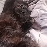 Shadow joined the competition — help win amazing prizes! animal, bed, black_cat, blanket, cat, comfort, cozy, cute, domestic_animal, feline, fur, indoor, lying_down, paw, pet, relaxed, resting, sleeping, soft, whiskers