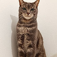 Malo participe au concours pour gagner de l'argent avec cette photo : animal, calm, cat, cute, domestic_cat, ears, face, feline, fur, fur_texture, gray_tabby, indoor, looking_at_camera, paws, pet, portrait, sitting, tabby_pattern, whiskers, white_background