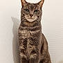 animal, calm, cat, cute, domestic_cat, ears, face, feline, fur, fur_texture, gray_tabby, indoor, looking_at_camera, paws, pet, portrait, sitting, tabby_pattern, whiskers, white_background