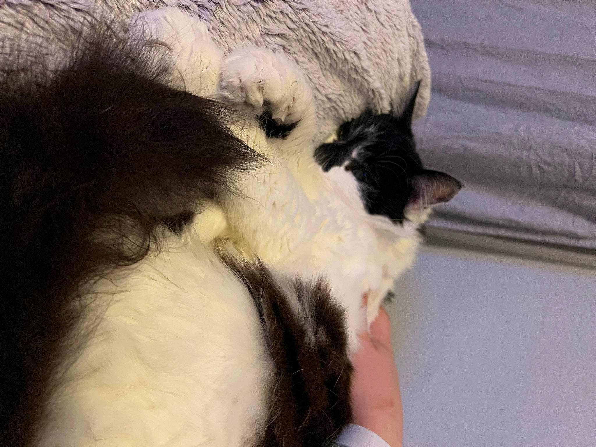 Scar joined the competition — help win amazing prizes! canidae, carnivore, cat, claw, comfort, companion_dog, dog_breed, ear, fang, felidae, fur, nap, natural_material, paw, small_to_medium_sized_cats, snout, tail, terrestrial_animal, whiskers